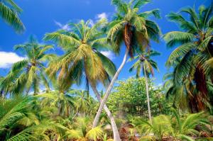 Palm Paradise wallpaper thumb