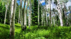 In The Heart Of A Birch Forest wallpaper thumb