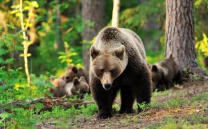 Bears family, trees, forest wallpaper thumb