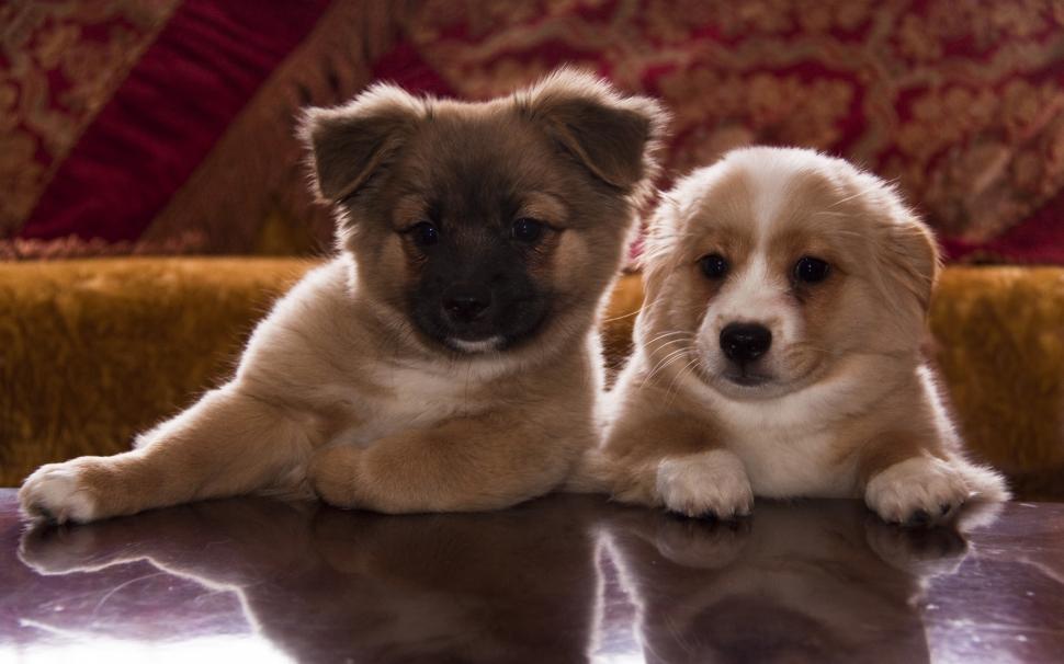 Cute Puppies wallpaper,puppies HD wallpaper,2560x1600 wallpaper