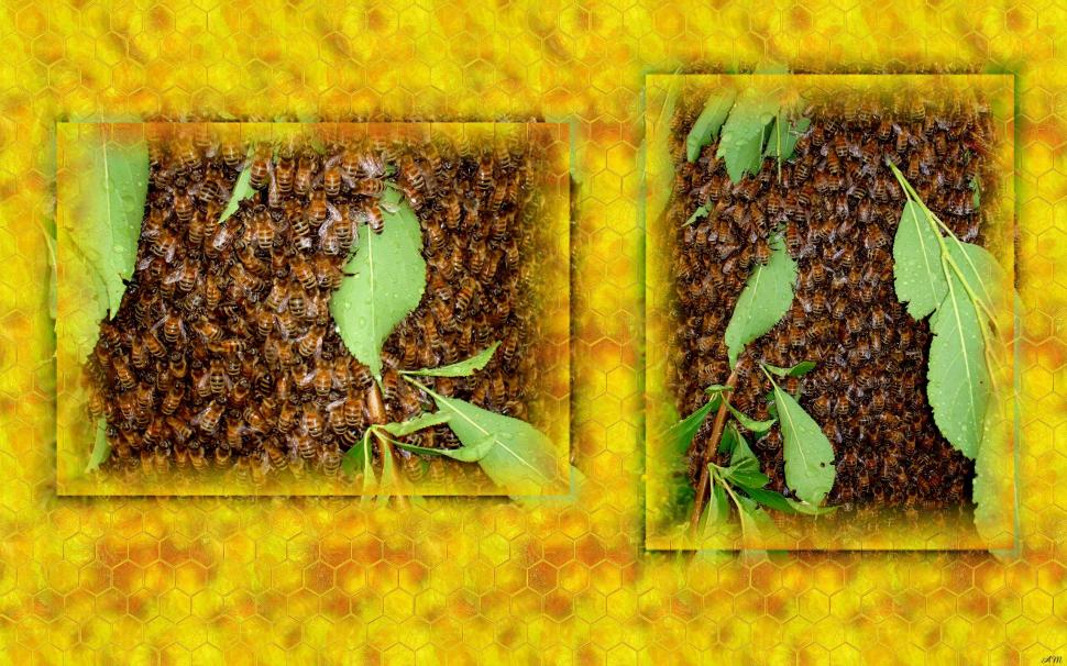 The Swarm wallpaper,honey HD wallpaper,photograph HD wallpaper,honey comb HD wallpaper,bees HD wallpaper,insects HD wallpaper,animals HD wallpaper,2560x1600 wallpaper