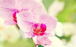Phalaenopsis orchid flower macro wallpaper thumb