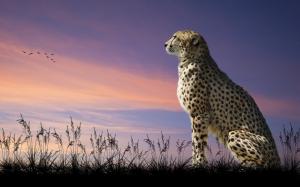 Cheetah, predator, grass, dusk, birds wallpaper thumb