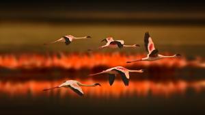 Greater Flamingos flying at sunset wallpaper thumb