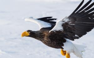 Steller's sea eagle, predator, bird flying, wings wallpaper thumb