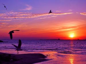 Sunset Animals Seagulls Sea Background Pictures wallpaper thumb