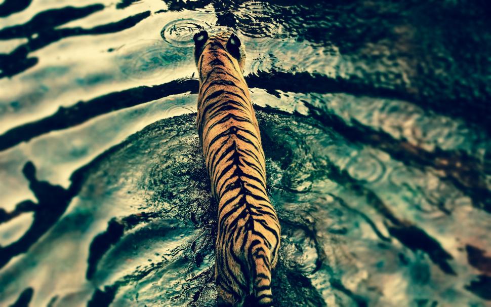 Tiger in water wallpaper,Tiger HD wallpaper,Water HD wallpaper,2560x1600 wallpaper