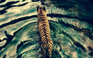 Tiger in water wallpaper thumb