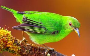 *** Green bird *** wallpaper thumb