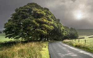 Road, Landscape, Trees, Grass, Green wallpaper thumb