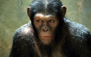 Rise of the Planet of the Apes Movie wallpaper thumb