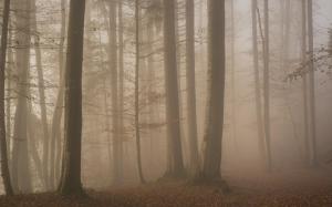 Mist, Nature, Sunrise, Landscape, Morning, Forest, Leaves, Fall, Trees, Moss wallpaper thumb