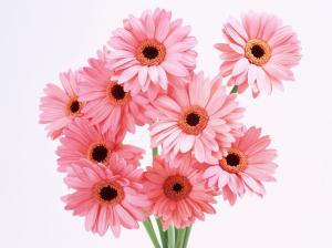 Flowers, Pink, Lovely, Fresh wallpaper thumb
