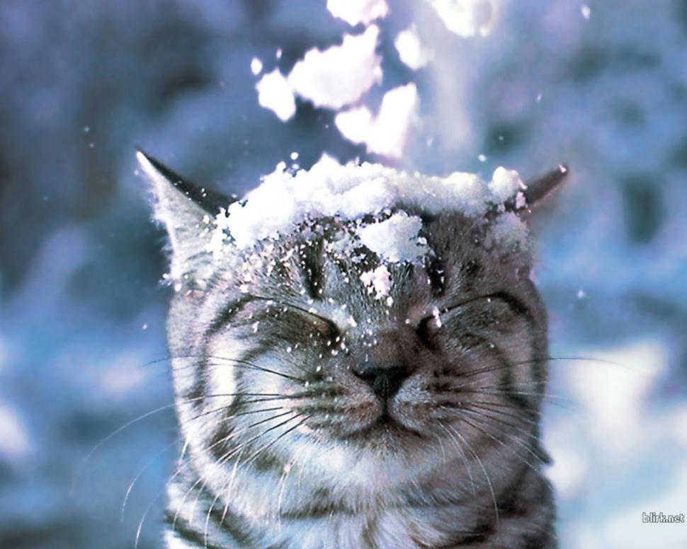 Funny Snow Cat Computer Desktop Background wallpaper | animals | Wallpaper  Better