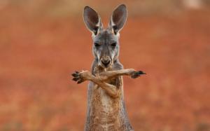Australia Kangaroo wallpaper thumb