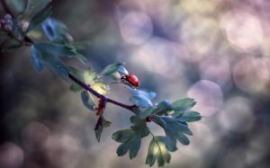 Ladybug Insect Branch Leaves Nature wallpaper thumb