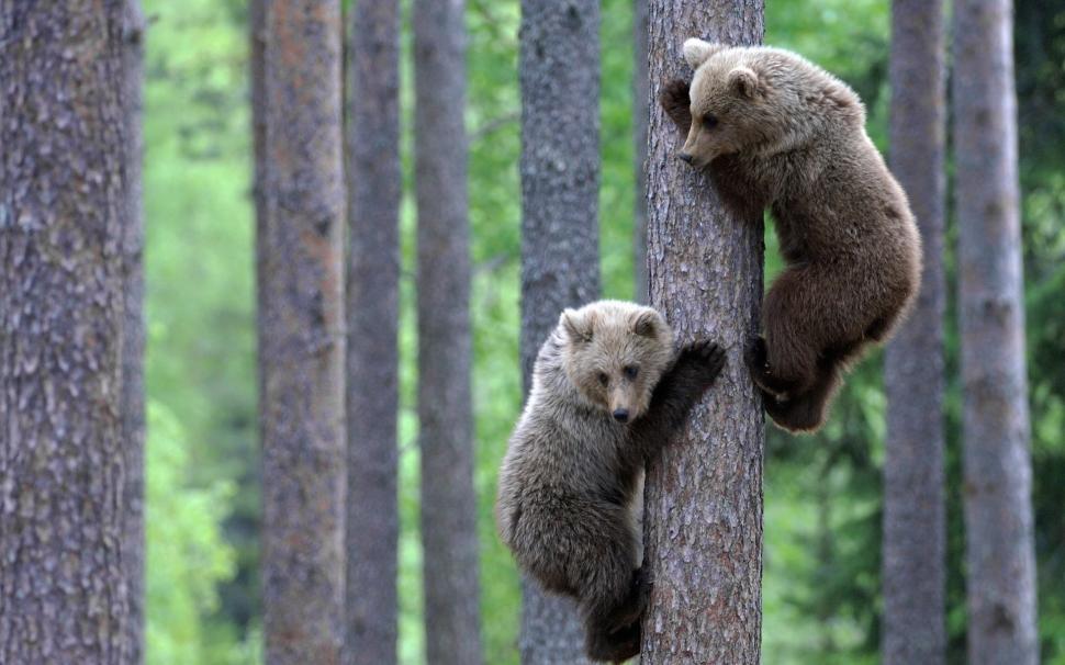 Two bear climb to the tree wallpaper,Two HD wallpaper,Bear HD wallpaper,Climb HD wallpaper,Tree HD wallpaper,1920x1200 wallpaper