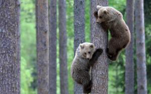 Two bear climb to the tree wallpaper thumb
