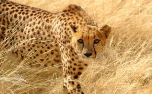 Predators cheetah wallpaper thumb