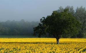 Sunflower Field With Tree wallpaper thumb