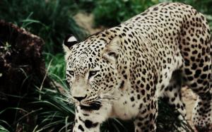 Cautious leopard wallpaper thumb