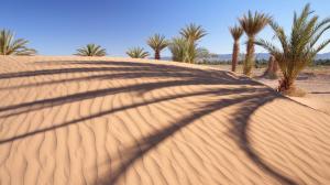 Desert palm trees wallpaper thumb