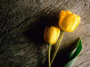 Two Wet Yellow Tulips HD wallpaper thumb