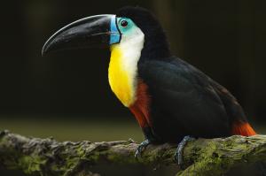 Bird toucan on branch wallpaper thumb
