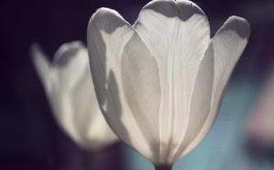 Tulip White Petals wallpaper thumb