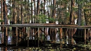 Trees Lake Swamp Water Reflection Bridge HD wallpaper thumb