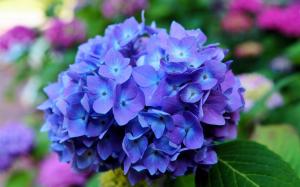 Hydrangea flowers, blue, macro wallpaper thumb
