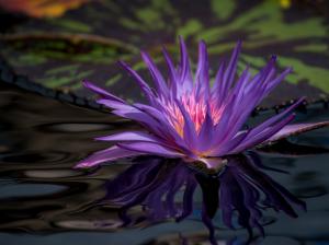 Purple water lily, flower in pond wallpaper thumb