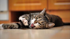 Cat, Animals, Yawning, Bokeh wallpaper thumb
