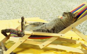 Cat sunbath chill wallpaper thumb