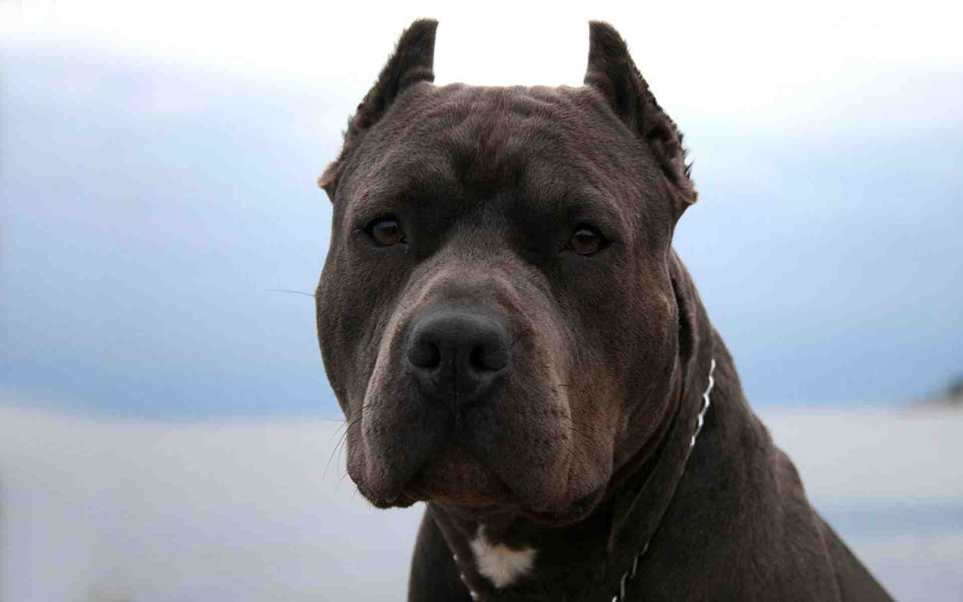 Pitbull Dog Animal HD wallpaper | animals | Wallpaper Better