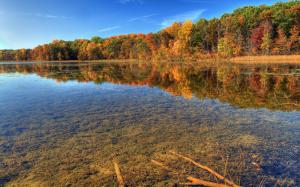Lake Forest Trees Reflection HD wallpaper thumb