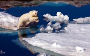 Brave Polar Bear wallpaper thumb