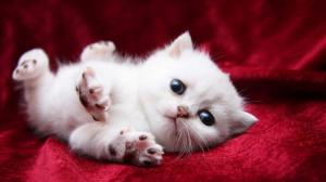 Baby Kitten wallpaper thumb