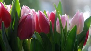 Flower, tulips, background images wallpaper thumb