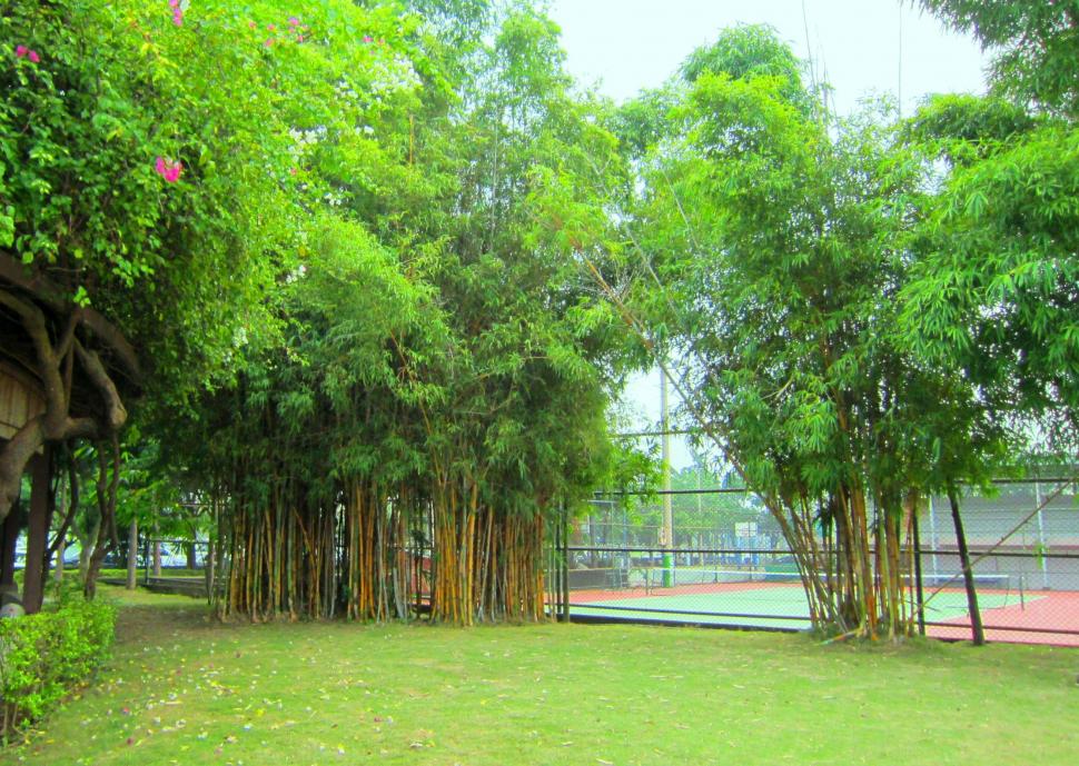 Bamboo Park wallpaper,park HD wallpaper,arbor HD wallpaper,grass HD wallpaper,bamboo HD wallpaper,sports court HD wallpaper,3d & abstract HD wallpaper,2229x1584 wallpaper