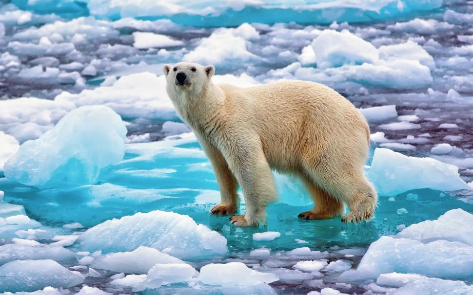 Polar Bear in Norway wallpaper,polar bear HD wallpaper,bear HD wallpaper,ice HD wallpaper,1920x1200 wallpaper