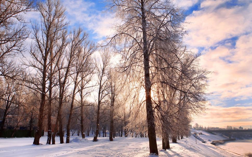 Winter snow cold frost trees wallpaper,Winter HD wallpaper,Snow HD wallpaper,Cold HD wallpaper,Frost HD wallpaper,Trees HD wallpaper,2560x1600 wallpaper