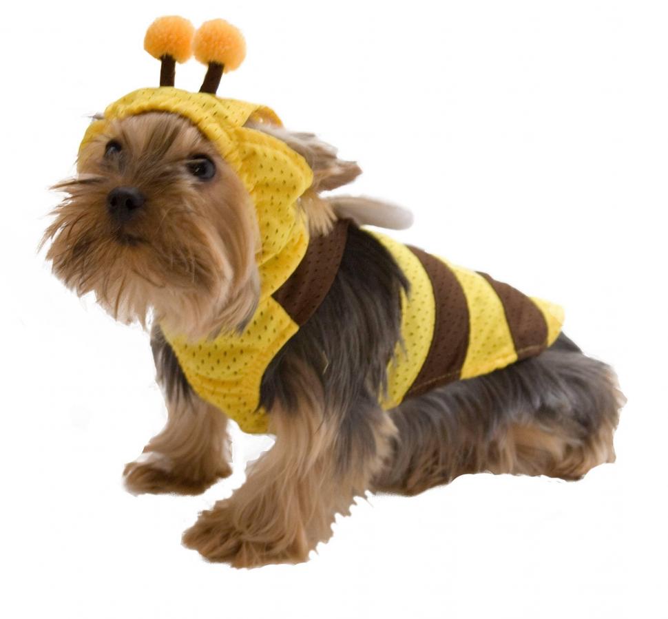 A Dog-bee?? wallpaper,bee costume HD wallpaper,animals HD wallpaper,2486x2306 wallpaper