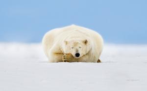 Alaska, polar bear sleep, ice, snow wallpaper thumb