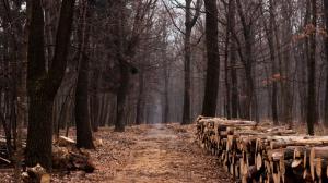 Path wood lumber wallpaper thumb