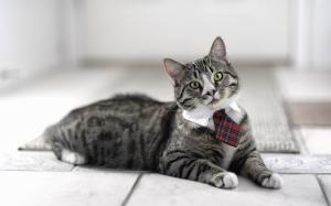 Cat wearing a tie wallpaper thumb