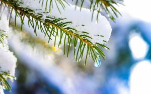 Winter nature, macro, spruce, tree, snow wallpaper thumb