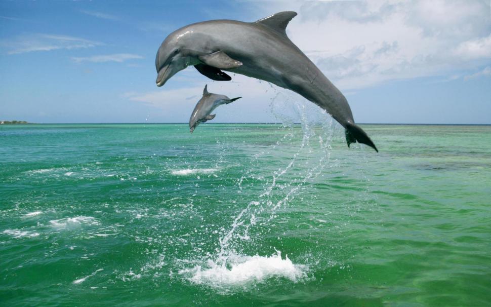 *** Sea Dolphins *** wallpaper,delfiny HD wallpaper,zwierzeta HD wallpaper,morskie HD wallpaper,glebiny HD wallpaper,animals HD wallpaper,1920x1200 wallpaper