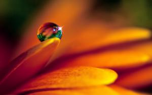Close-up of flower and water droplets wallpaper thumb