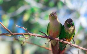 Two parrots bird, blurred background wallpaper thumb